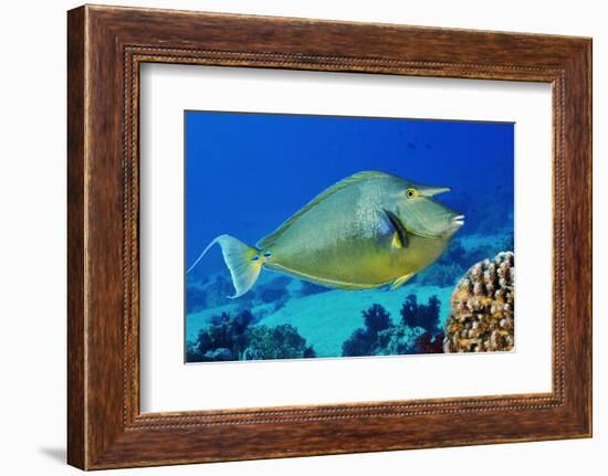 Bluespine unicornfish, Ras Mohammed National Park, Egypt, Red Sea.-Linda Pitkin-Framed Photographic Print