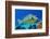 Bluespine unicornfish, Ras Mohammed National Park, Egypt, Red Sea.-Linda Pitkin-Framed Photographic Print