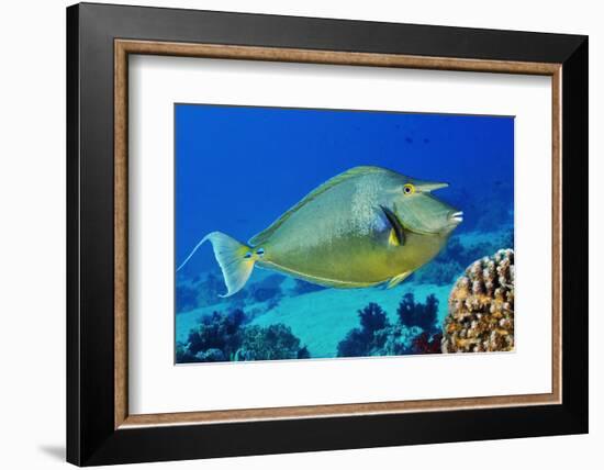 Bluespine unicornfish, Ras Mohammed National Park, Egypt, Red Sea.-Linda Pitkin-Framed Photographic Print