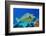 Bluespine unicornfish, Ras Mohammed National Park, Egypt, Red Sea.-Linda Pitkin-Framed Photographic Print