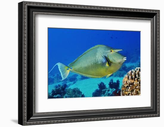 Bluespine unicornfish, Ras Mohammed National Park, Egypt, Red Sea.-Linda Pitkin-Framed Photographic Print