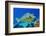 Bluespine unicornfish, Ras Mohammed National Park, Egypt, Red Sea.-Linda Pitkin-Framed Photographic Print