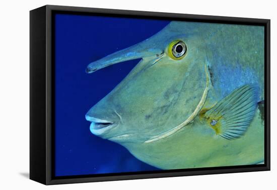 Bluespine unicornfish, Ras Mohammed National Park, Egypt, Red Sea.-Linda Pitkin-Framed Premier Image Canvas