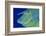 Bluespine unicornfish, Ras Mohammed National Park, Egypt, Red Sea.-Linda Pitkin-Framed Photographic Print