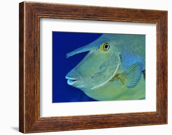 Bluespine unicornfish, Ras Mohammed National Park, Egypt, Red Sea.-Linda Pitkin-Framed Photographic Print