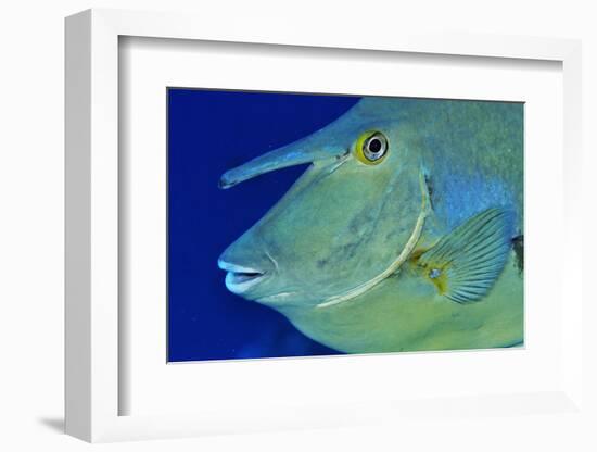 Bluespine unicornfish, Ras Mohammed National Park, Egypt, Red Sea.-Linda Pitkin-Framed Photographic Print