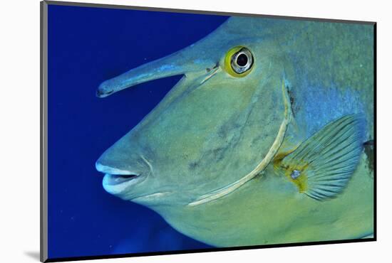 Bluespine unicornfish, Ras Mohammed National Park, Egypt, Red Sea.-Linda Pitkin-Mounted Photographic Print