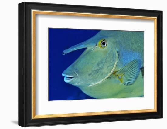 Bluespine unicornfish, Ras Mohammed National Park, Egypt, Red Sea.-Linda Pitkin-Framed Photographic Print