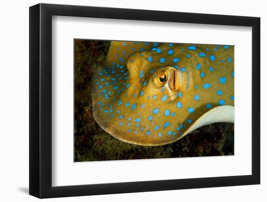 Bluespotted ribbontail ray searching for food, Indonesia-Magnus Lundgren-Framed Photographic Print