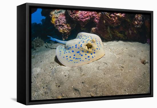 Bluespotted Stingray (Taeniura Lymma), Front Side View, Naama Bay-Mark Doherty-Framed Premier Image Canvas