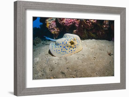 Bluespotted Stingray (Taeniura Lymma), Front Side View, Naama Bay-Mark Doherty-Framed Photographic Print