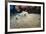 Bluespotted Stingray (Taeniura Lymma), Front Side View, Naama Bay-Mark Doherty-Framed Photographic Print