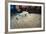 Bluespotted Stingray (Taeniura Lymma), Front Side View, Naama Bay-Mark Doherty-Framed Photographic Print