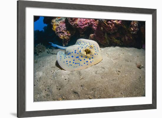 Bluespotted Stingray (Taeniura Lymma), Front Side View, Naama Bay-Mark Doherty-Framed Photographic Print