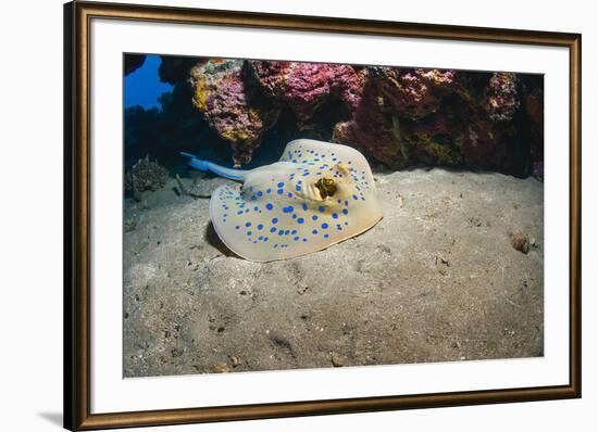 Bluespotted Stingray (Taeniura Lymma), Front Side View, Naama Bay-Mark Doherty-Framed Photographic Print