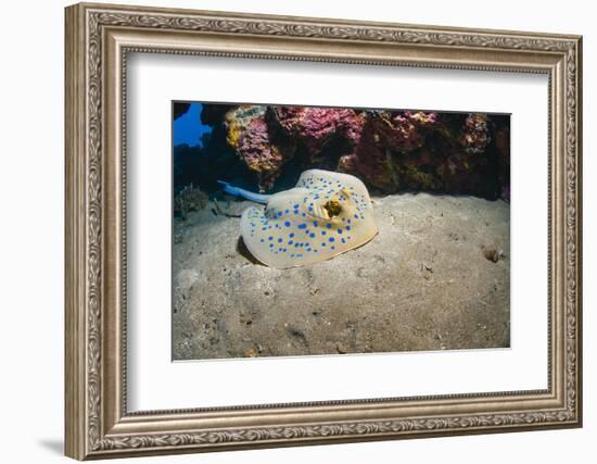 Bluespotted Stingray (Taeniura Lymma), Front Side View, Naama Bay-Mark Doherty-Framed Photographic Print