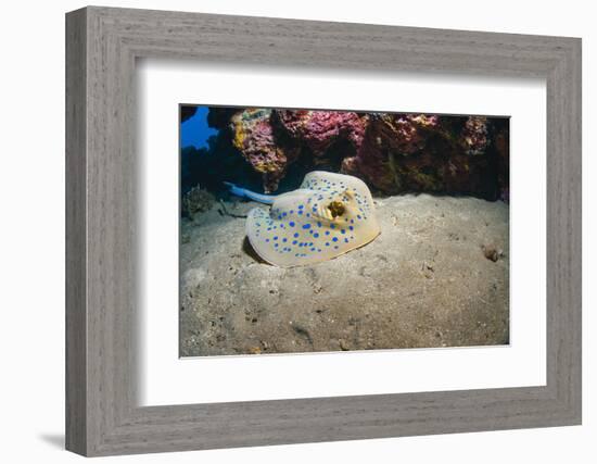 Bluespotted Stingray (Taeniura Lymma), Front Side View, Naama Bay-Mark Doherty-Framed Photographic Print