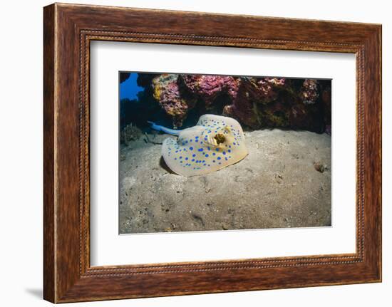 Bluespotted Stingray (Taeniura Lymma), Front Side View, Naama Bay-Mark Doherty-Framed Photographic Print