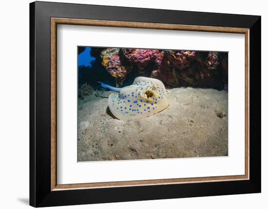 Bluespotted Stingray (Taeniura Lymma), Front Side View, Naama Bay-Mark Doherty-Framed Photographic Print