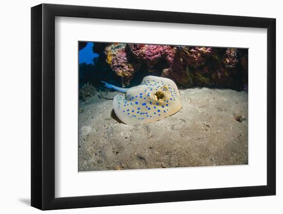 Bluespotted Stingray (Taeniura Lymma), Front Side View, Naama Bay-Mark Doherty-Framed Photographic Print