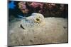 Bluespotted Stingray (Taeniura Lymma), Front Side View, Naama Bay-Mark Doherty-Mounted Photographic Print