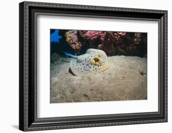 Bluespotted Stingray (Taeniura Lymma), Front Side View, Naama Bay-Mark Doherty-Framed Photographic Print