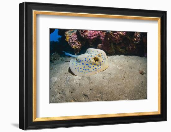 Bluespotted Stingray (Taeniura Lymma), Front Side View, Naama Bay-Mark Doherty-Framed Photographic Print