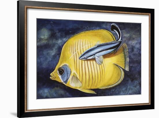 Bluestreak Cleaner Wrasse (Labroides Dimidiatus), Labridae-null-Framed Giclee Print