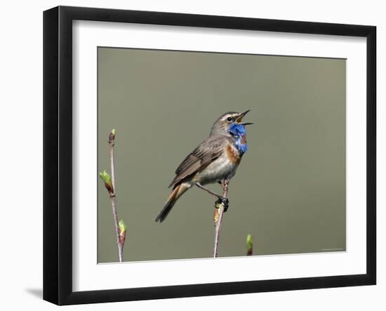 Bluethroat, Male Singing, Switzerland-Rolf Nussbaumer-Framed Premium Photographic Print