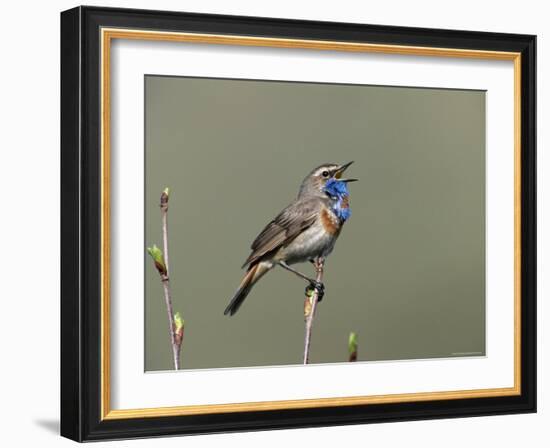 Bluethroat, Male Singing, Switzerland-Rolf Nussbaumer-Framed Premium Photographic Print