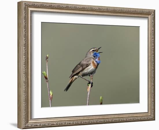 Bluethroat, Male Singing, Switzerland-Rolf Nussbaumer-Framed Photographic Print