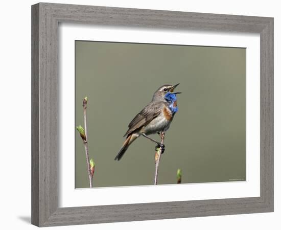 Bluethroat, Male Singing, Switzerland-Rolf Nussbaumer-Framed Photographic Print