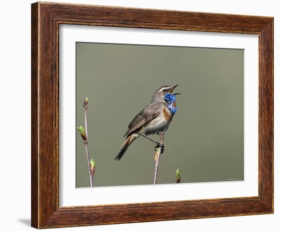 Bluethroat, Male Singing, Switzerland-Rolf Nussbaumer-Framed Photographic Print