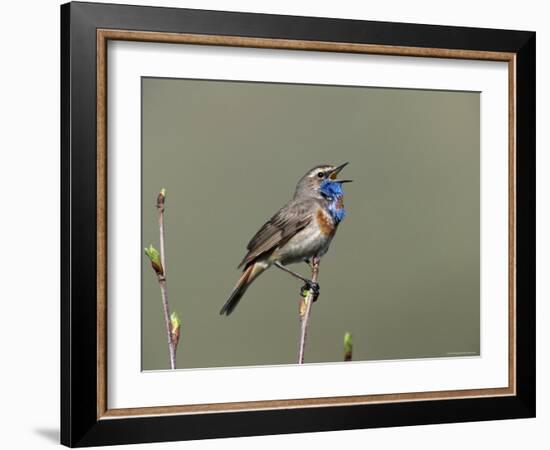 Bluethroat, Male Singing, Switzerland-Rolf Nussbaumer-Framed Photographic Print