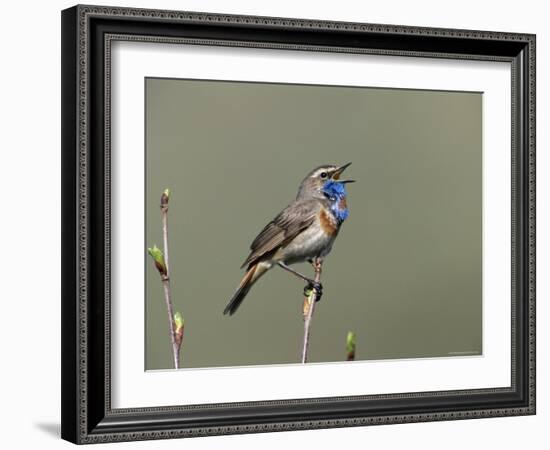 Bluethroat, Male Singing, Switzerland-Rolf Nussbaumer-Framed Photographic Print