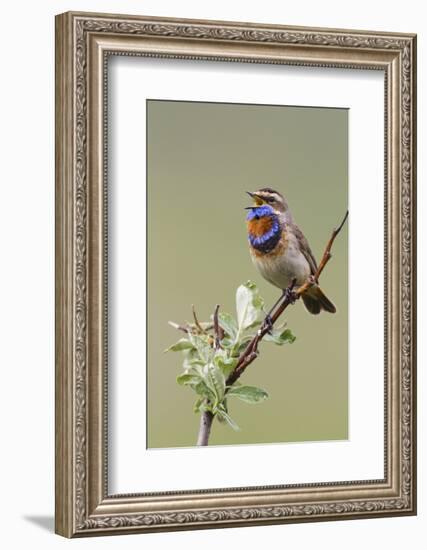 Bluethroat Male, Territory Song-Ken Archer-Framed Photographic Print