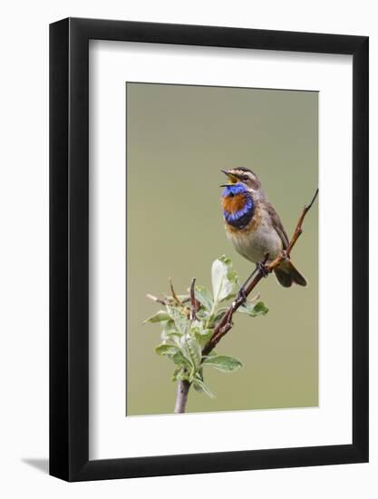 Bluethroat Male, Territory Song-Ken Archer-Framed Photographic Print