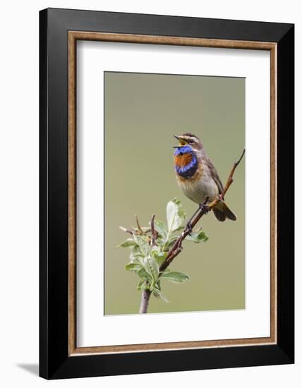 Bluethroat Male, Territory Song-Ken Archer-Framed Photographic Print