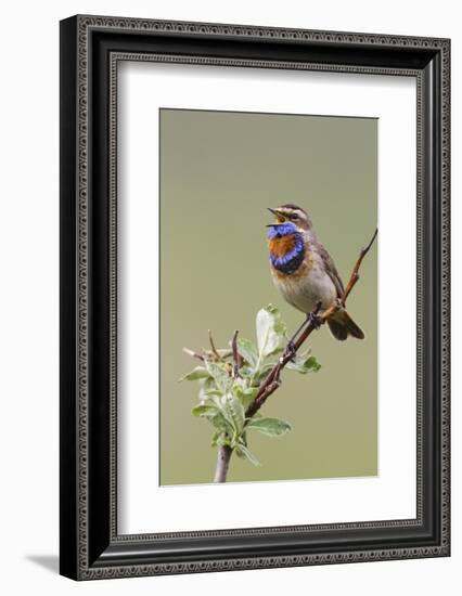 Bluethroat Male, Territory Song-Ken Archer-Framed Photographic Print