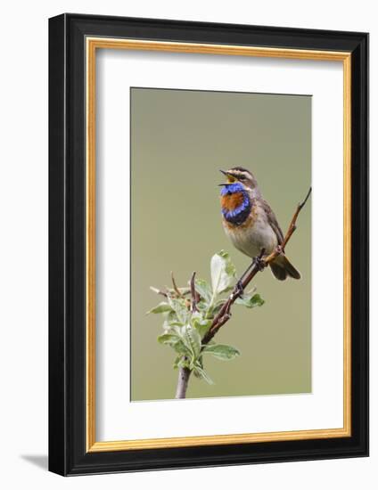 Bluethroat Male, Territory Song-Ken Archer-Framed Photographic Print