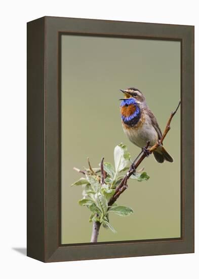 Bluethroat Male, Territory Song-Ken Archer-Framed Premier Image Canvas