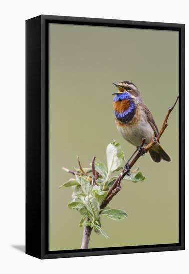 Bluethroat Male, Territory Song-Ken Archer-Framed Premier Image Canvas