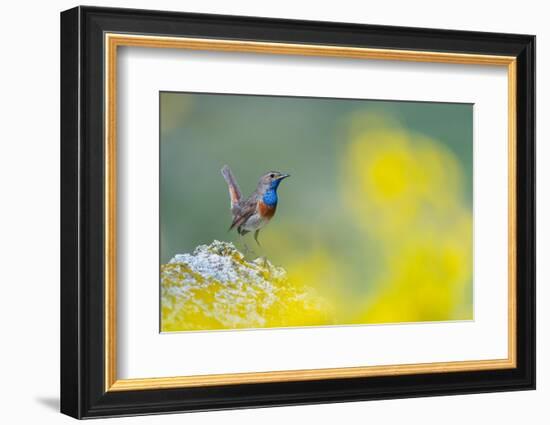 Bluethroat perched on a rock in the mountains, Spain-Juan Carlos Munoz-Framed Photographic Print