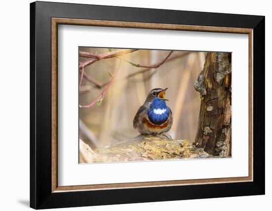 Bluethroat singing as a courtship display, Germany-Hermann Brehm-Framed Photographic Print