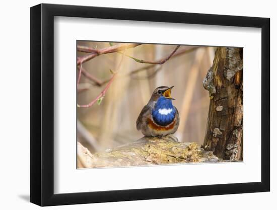 Bluethroat singing as a courtship display, Germany-Hermann Brehm-Framed Photographic Print