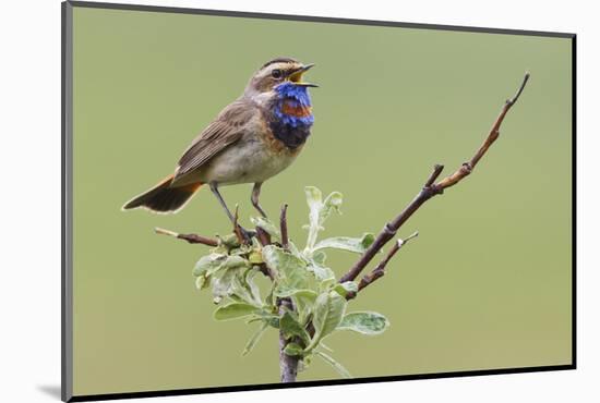 Bluethroat, Singing on his territory-Ken Archer-Mounted Photographic Print
