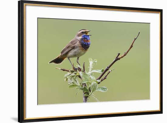 Bluethroat, Singing on his territory-Ken Archer-Framed Premium Photographic Print