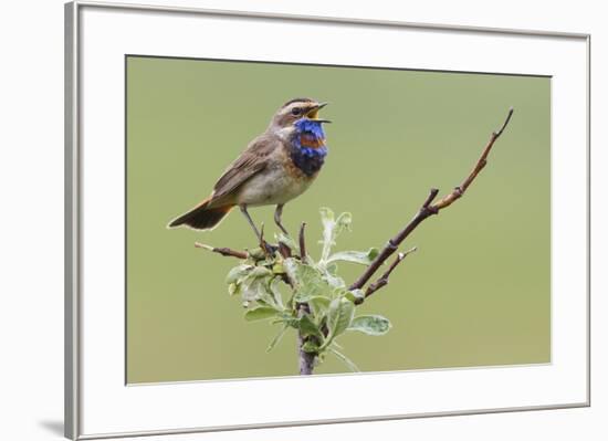 Bluethroat, Singing on his territory-Ken Archer-Framed Premium Photographic Print