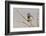 Bluethroat Singing-Ken Archer-Framed Photographic Print