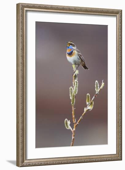 Bluethroat Singing-Ken Archer-Framed Photographic Print